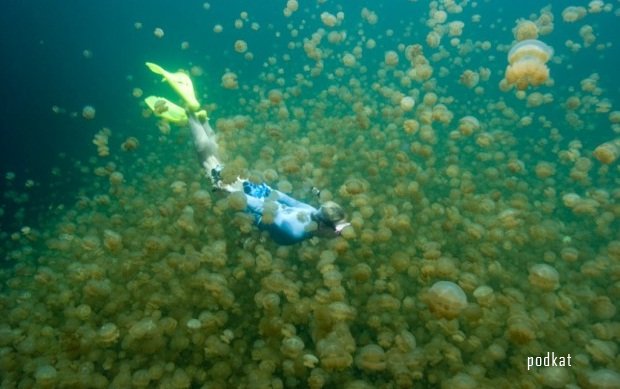Медузное озеро