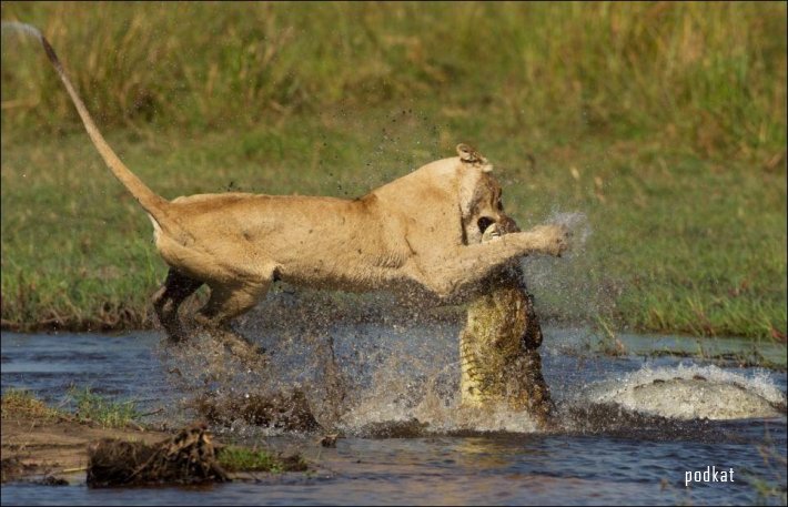 Львица  vs крокодил