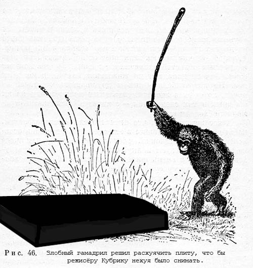 Саванный шимпанзе