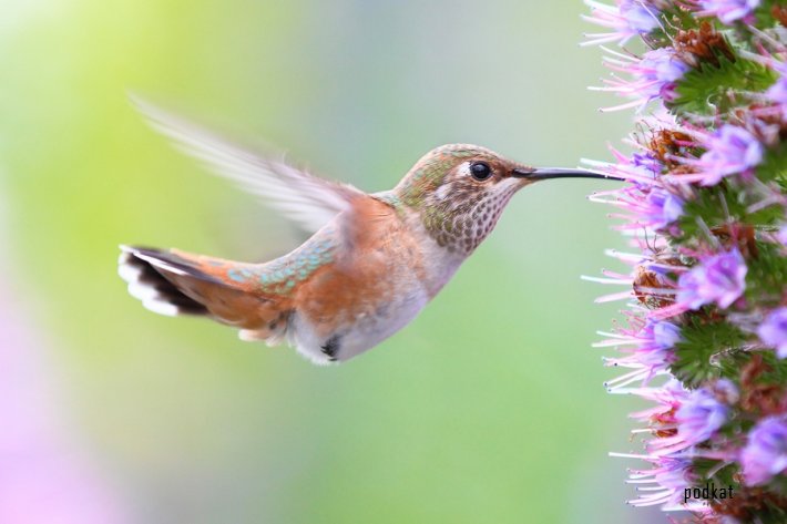 Восхитительные колибри