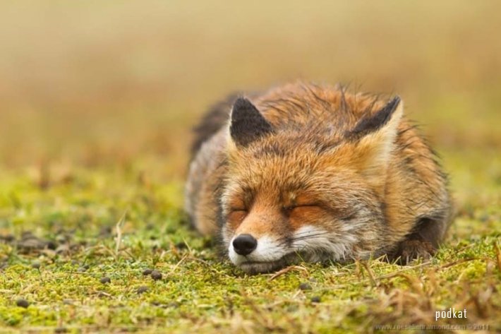 Голландская рыжая лисица