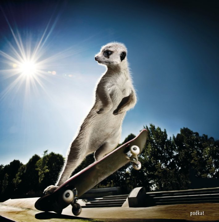 Maverick Meerkats Calendar 2013