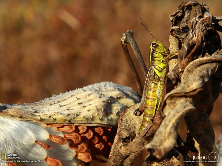      National Geographic   2013