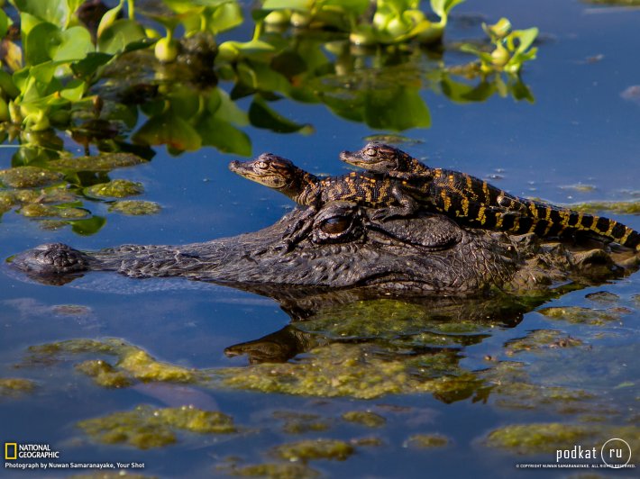      National Geographic   2013