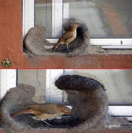 Как птицы строят гнезда
