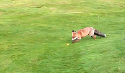 Лиса тырит мяч для гольфа в Швейцарии