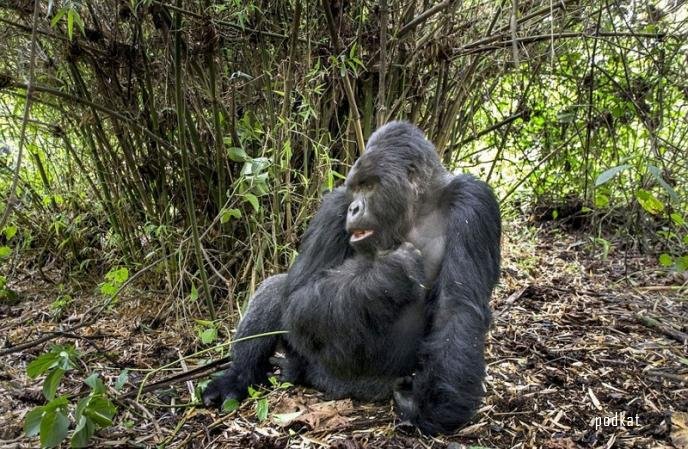 Пьяная горилла дала в глаз фотографу