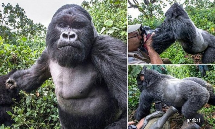 Пьяная горилла дала в глаз фотографу