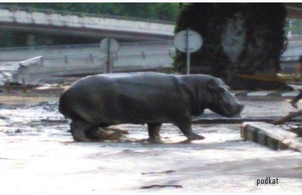 В Тбилиси из за наводнения из зоопарка сбежали дикие животные