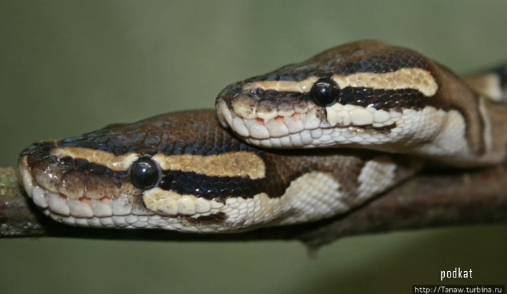 Сиамские (двухголовые) змеи 