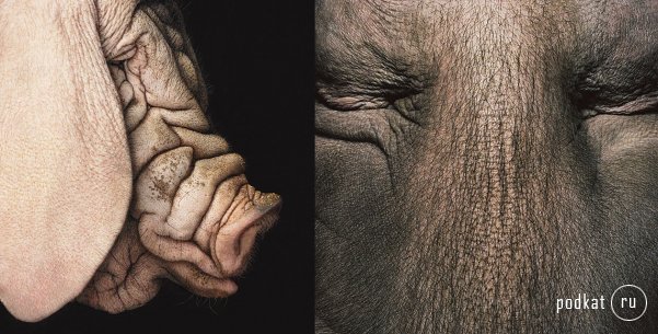 Tim Flach Photography