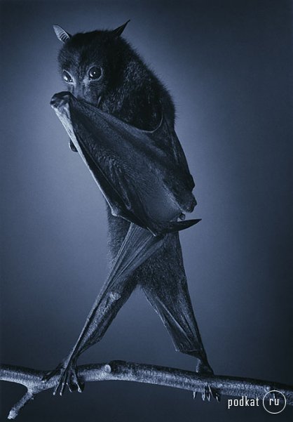 Tim Flach Photography