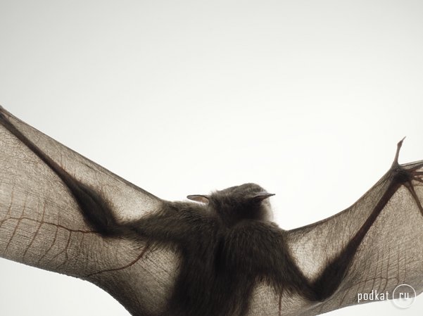 Tim Flach Photography