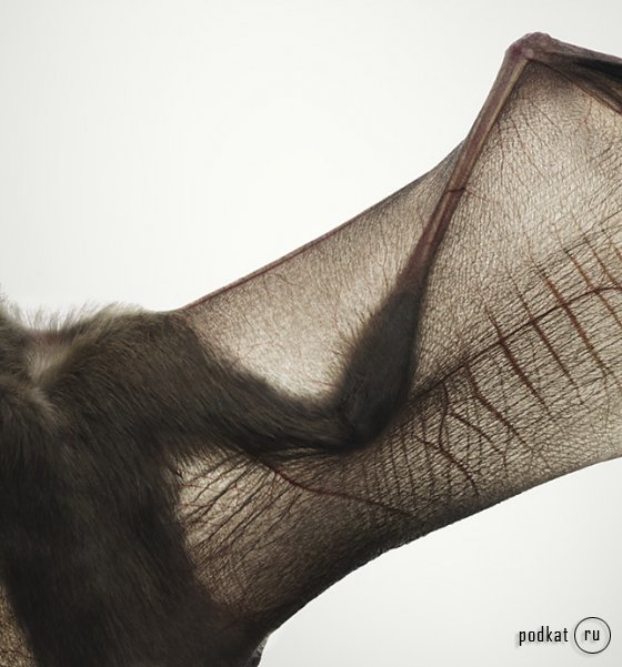 Tim Flach Photography