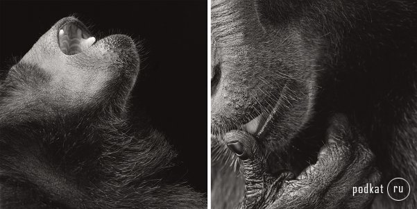 Tim Flach Photography