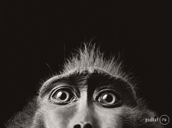 Tim Flach Photography