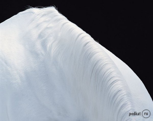 Tim Flach Photography