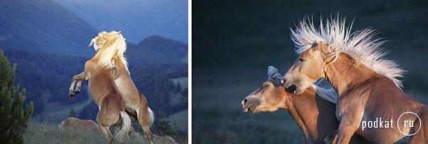 Tim Flach Photography