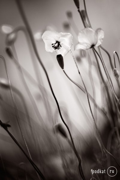  Ebru Sidar