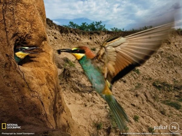 National Geographic -  