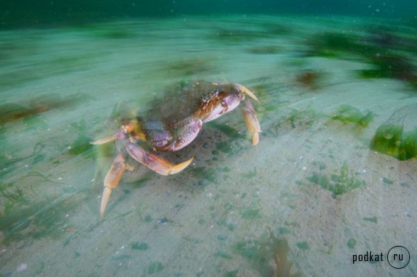 Paul Nicklen,  ...