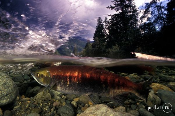 Paul Nicklen,  ...