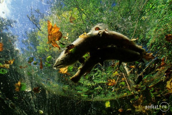 Paul Nicklen,  ...