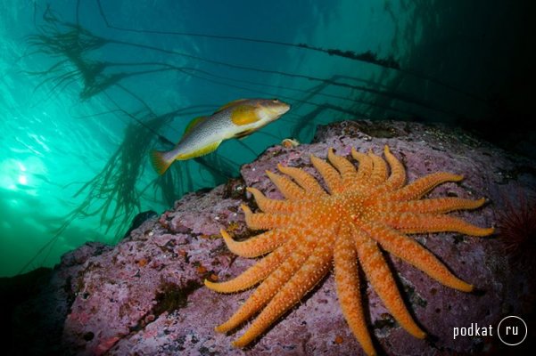 Paul Nicklen,  ...