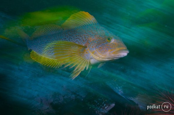 Paul Nicklen,  ...