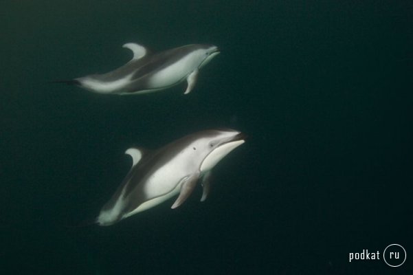 Paul Nicklen,  ...