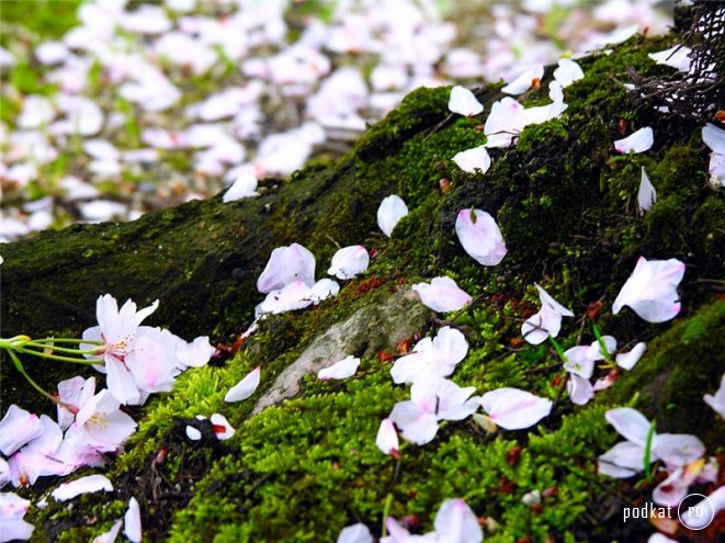 Nature of Japan